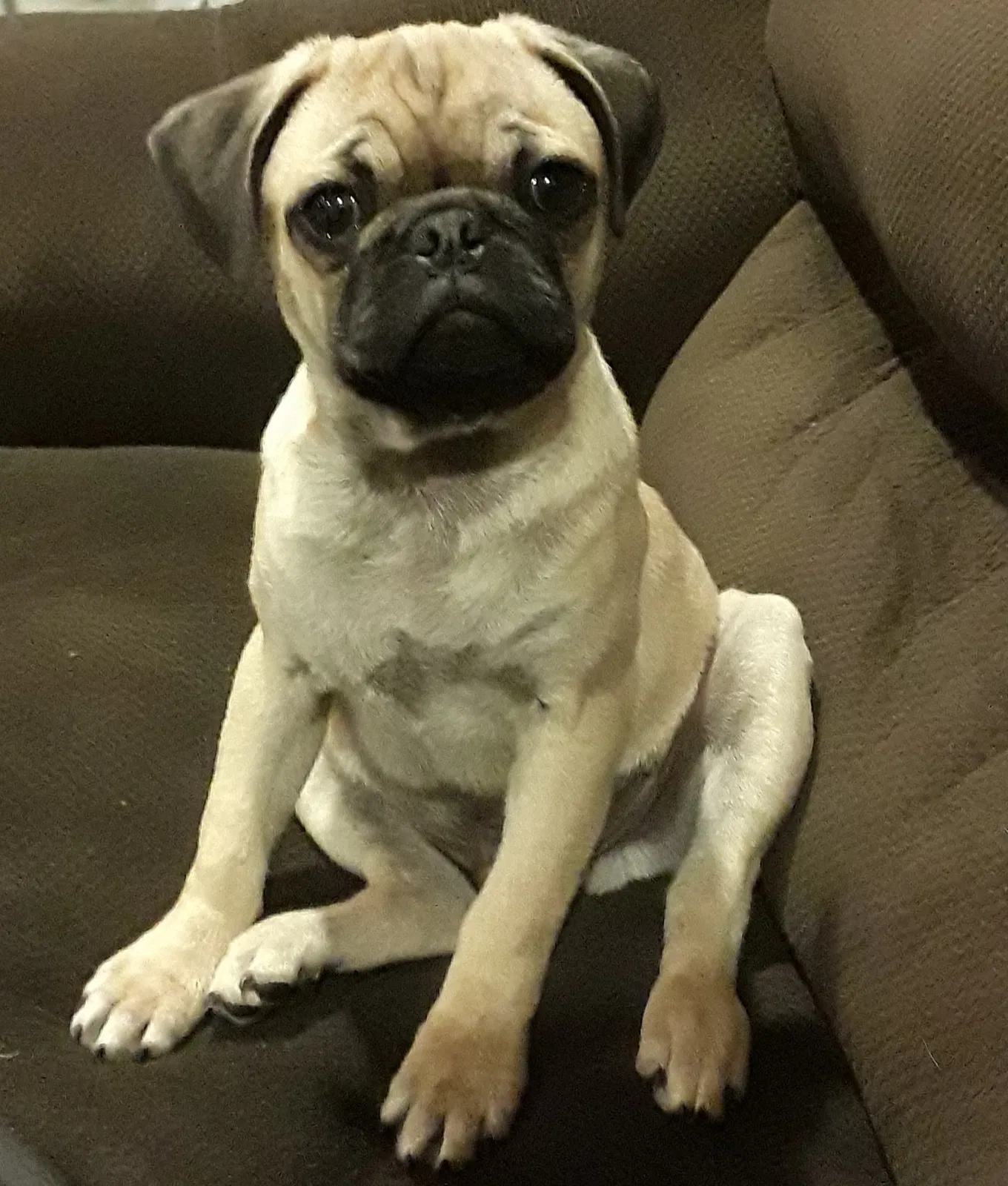 Lost dog in San Diego, CA, 92105
