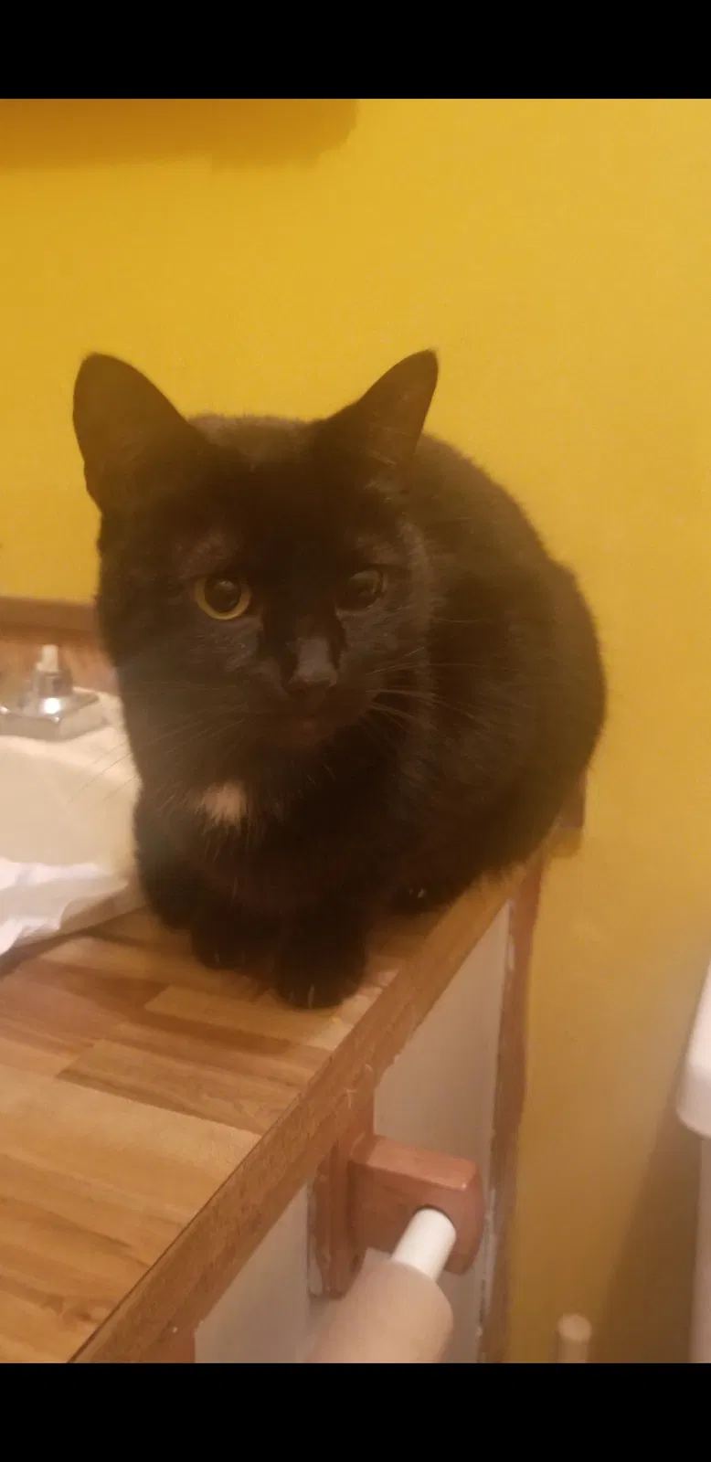 Lost cat in Cleveland, OK, 74020