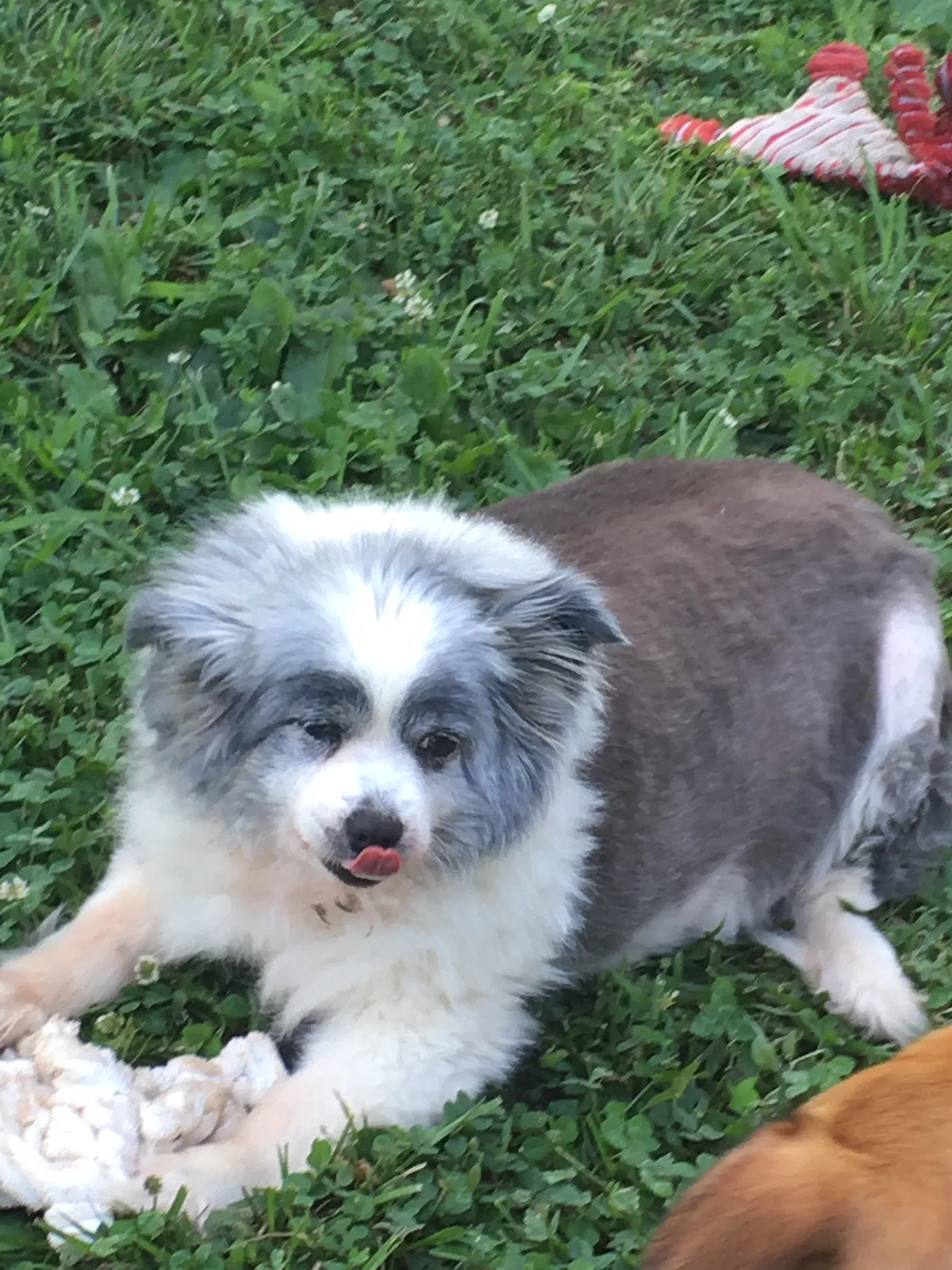 Lost dog in Irvington, KY, 40146