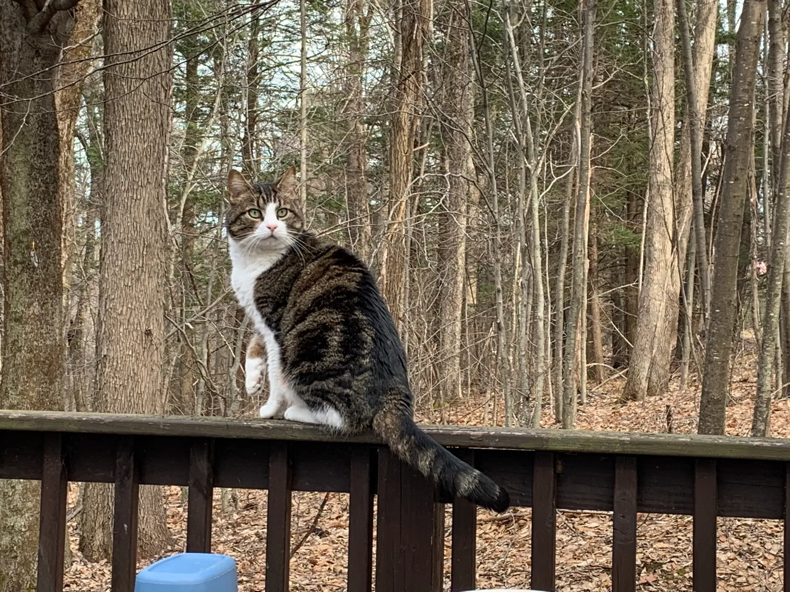 Lost cat in Blandford, MA, 1008