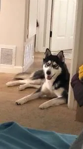 Lost dog in San Diego, CA, 92154
