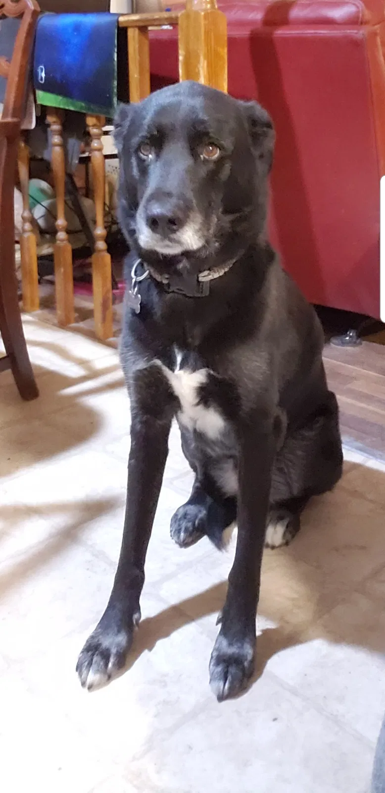 Lost dog in Salt Lake City, UT, 84116