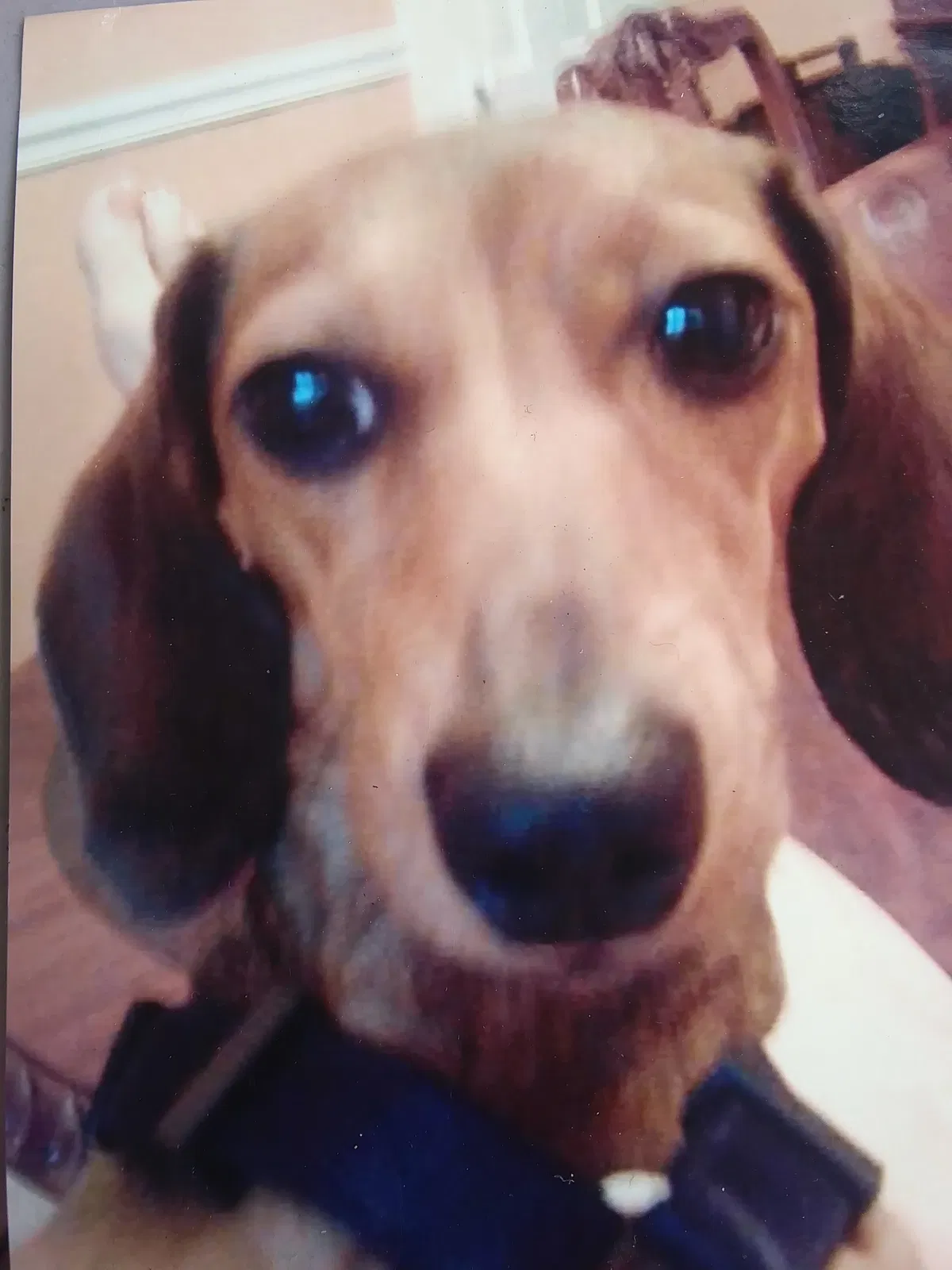 Lost dog in Largo, FL, 33770