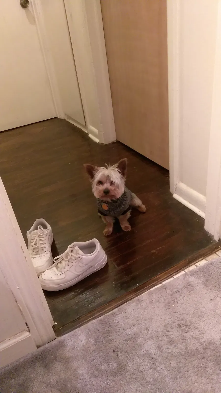 Lost dog in Milwaukee, WI, 53209