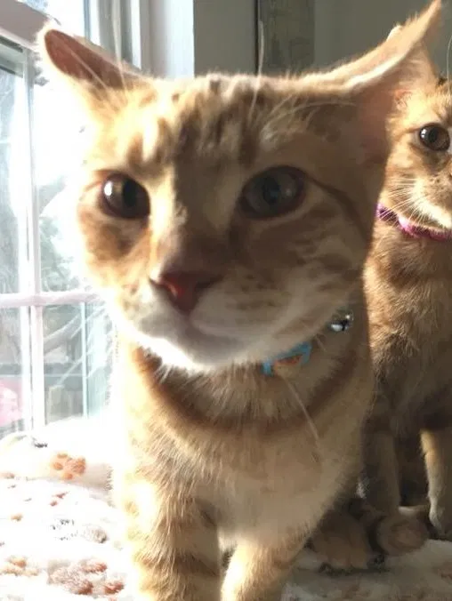 Lost cat in Englewood, CO, 80112