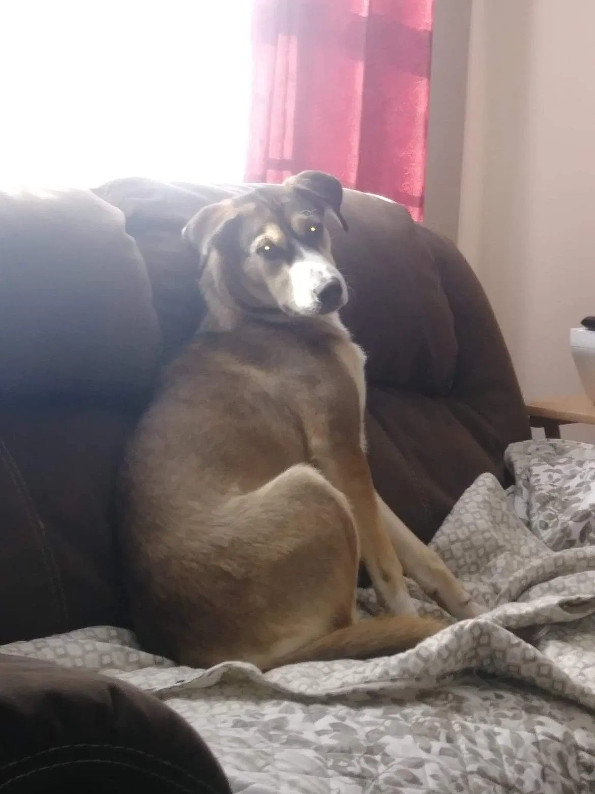 Lost dog in Tullahoma, TN, 37388