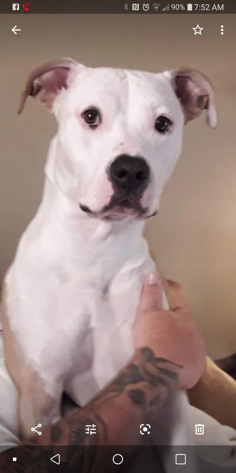 Lost dog in Indianola, IA, 50125