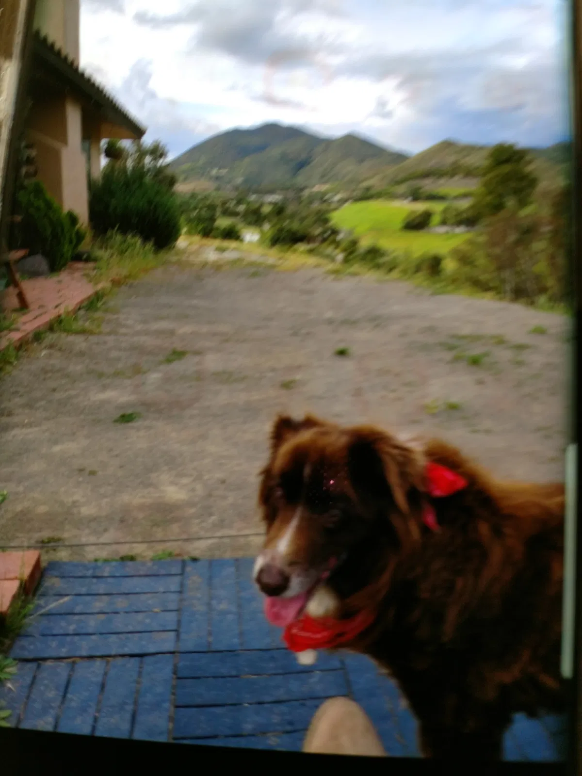 Lost dog in Fallbrook, CA, 92028