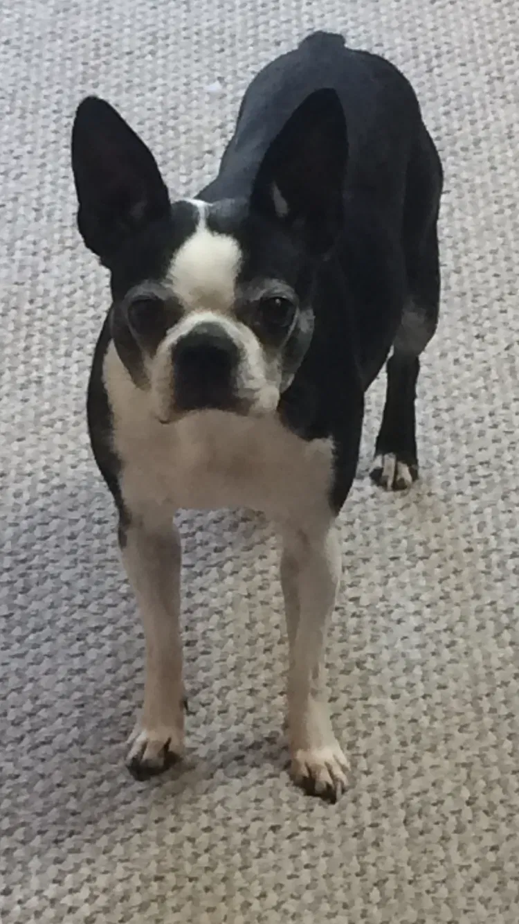 Lost dog in Breckenridge, CO, 80424