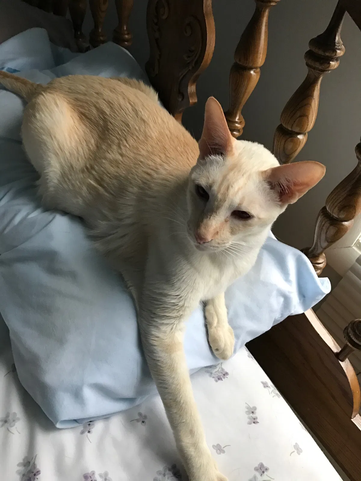 Lost cat in Middleton, MI, 48856