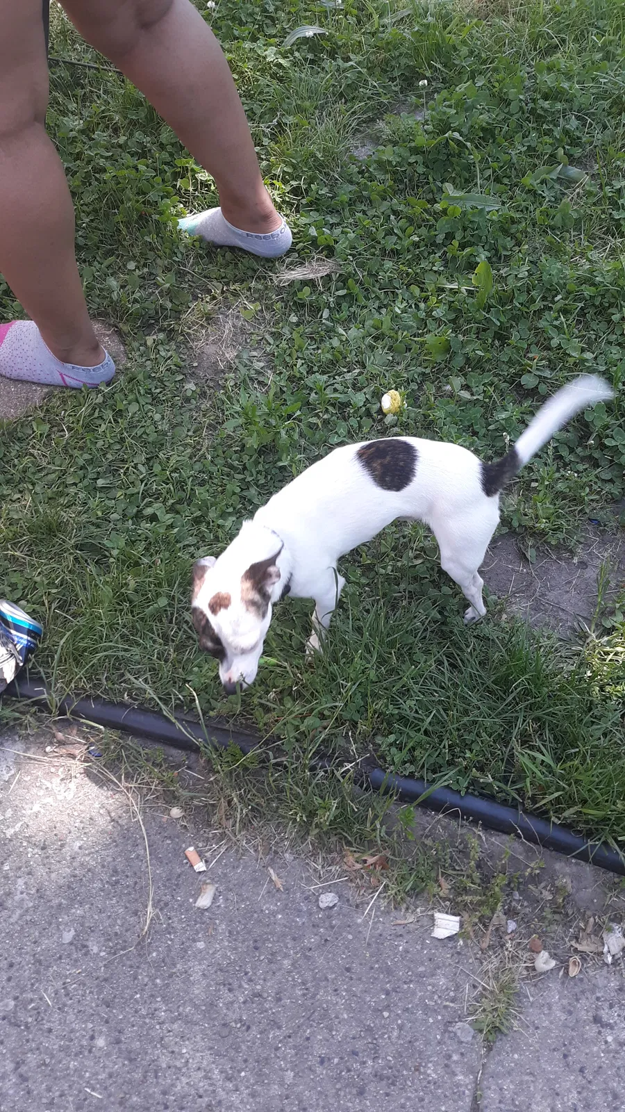 Lost dog in Grand Rapids, MI, 49503