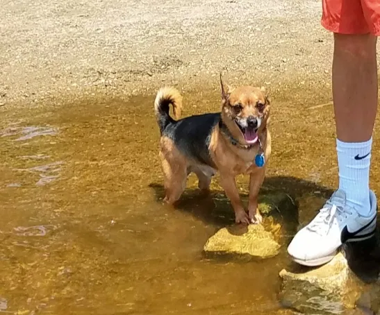 Lost dog in Milwaukee, WI, 53224