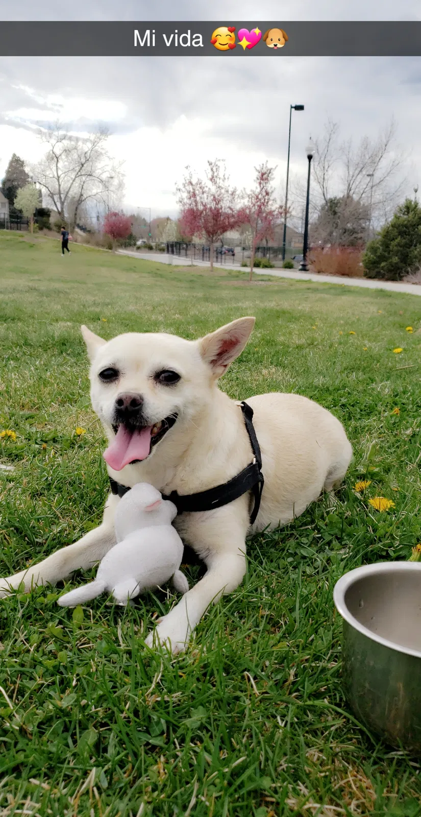 Lost dog in Denver, CO, 80219