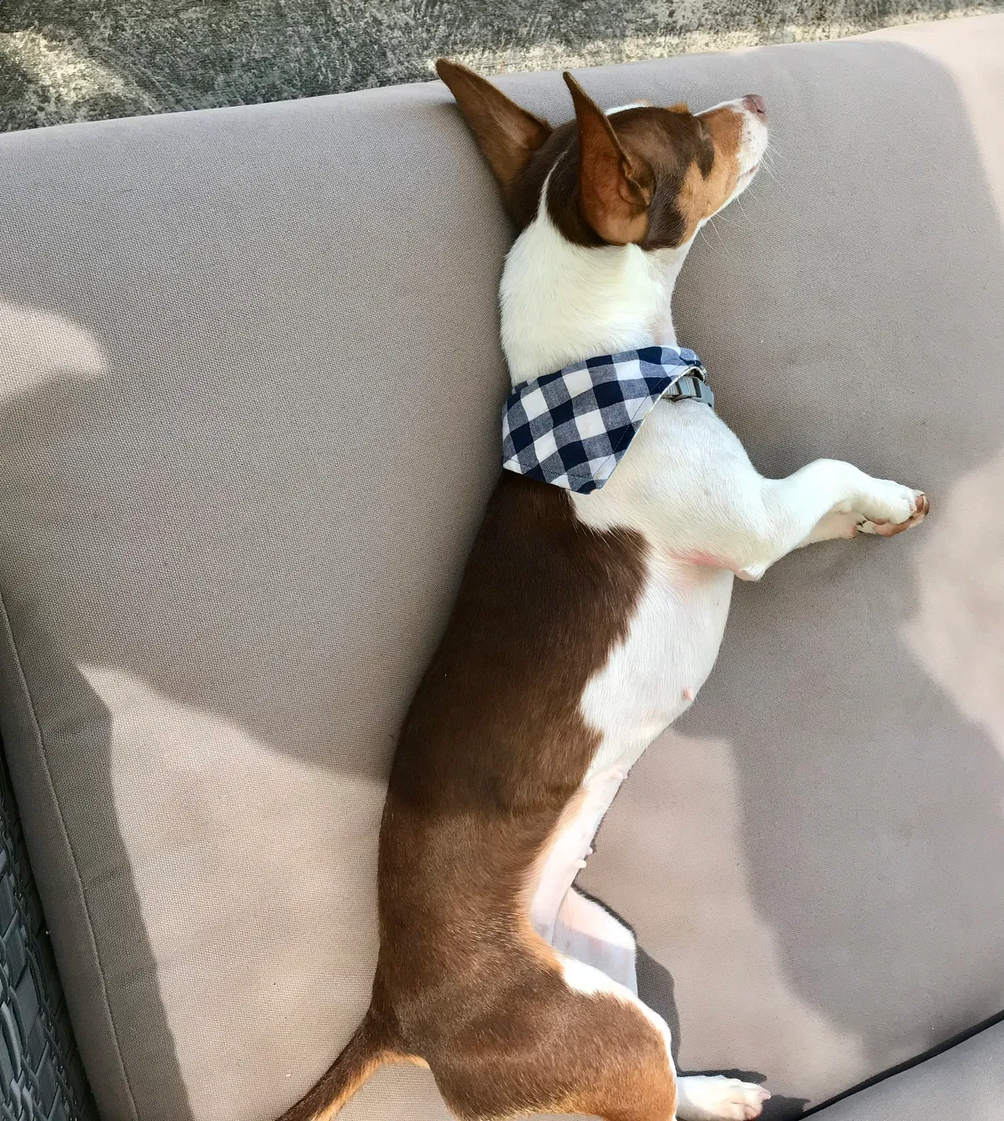 Lost dog in Encino, CA, 91316