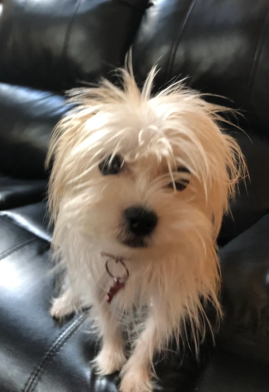 Lost dog in Wooster, OH, 44691