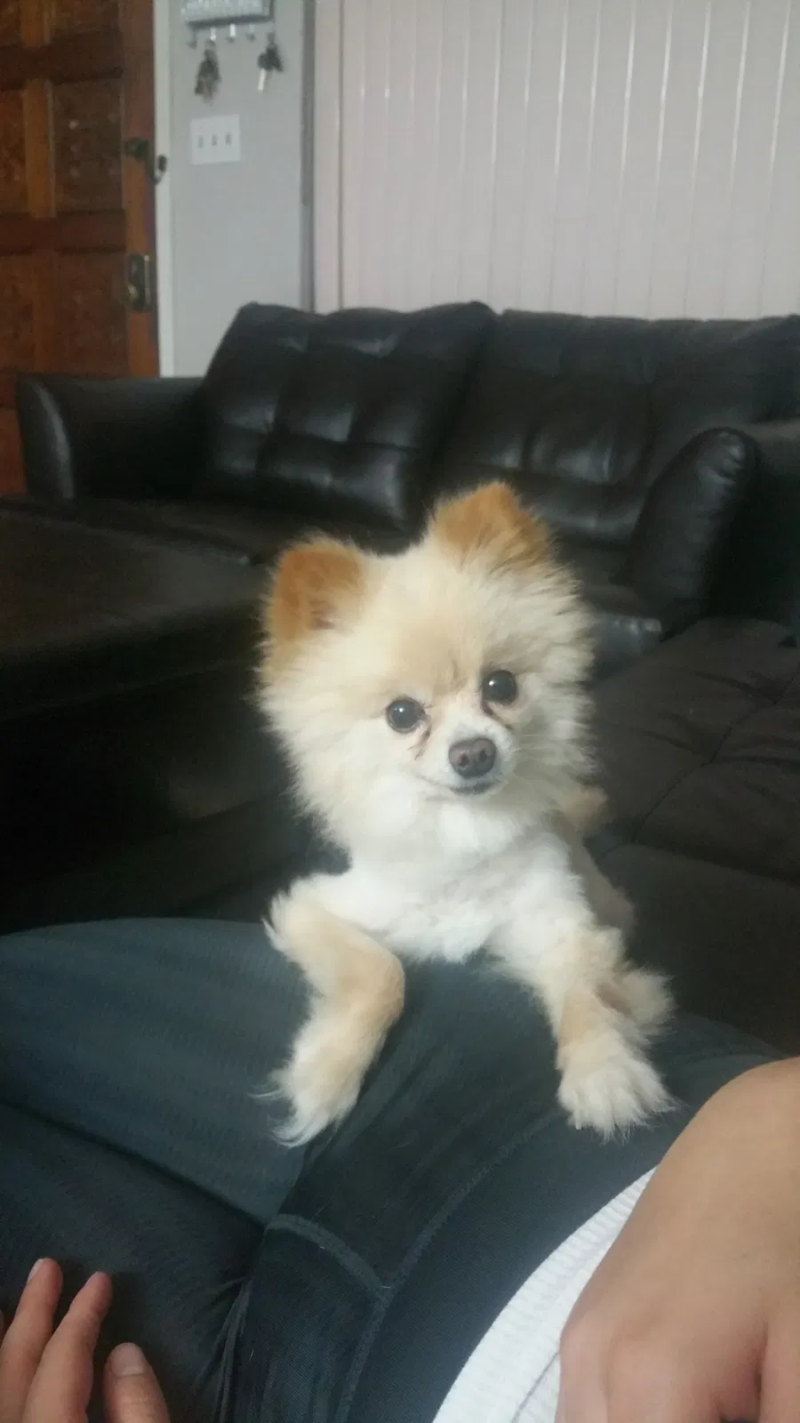 Lost dog in Tampa, FL, 33612