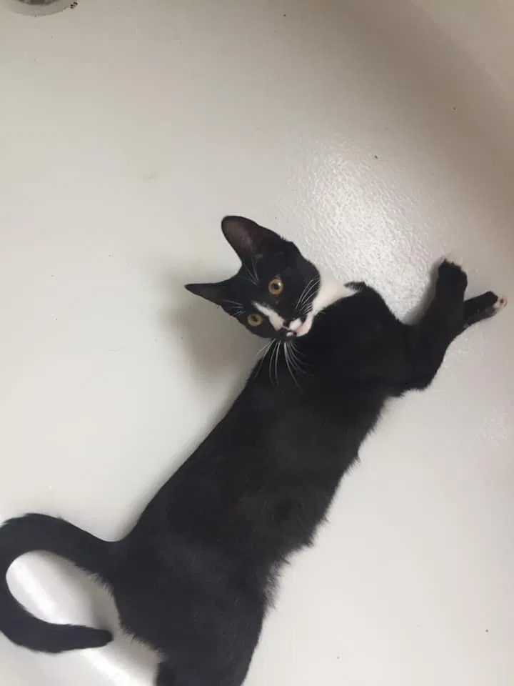 Lost cat in Dickinson, TX, 77539