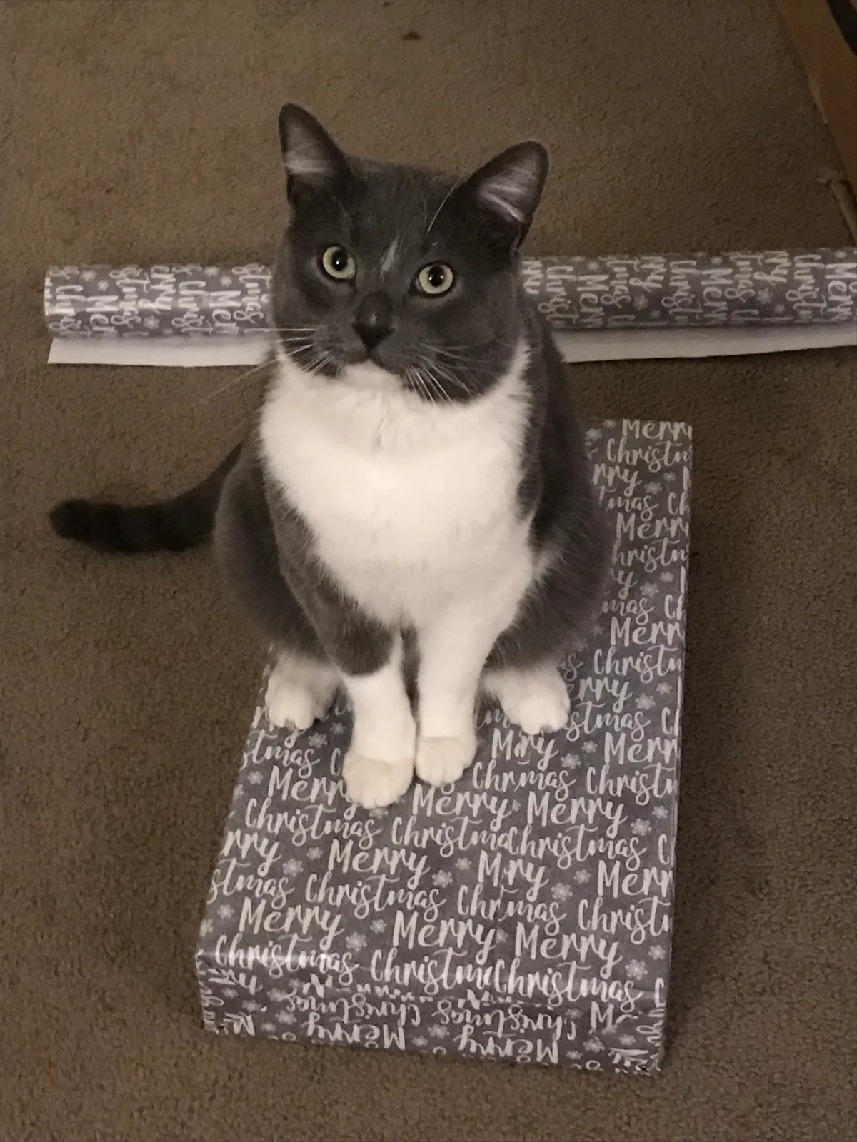 Lost cat in Papillion, NE, 68133