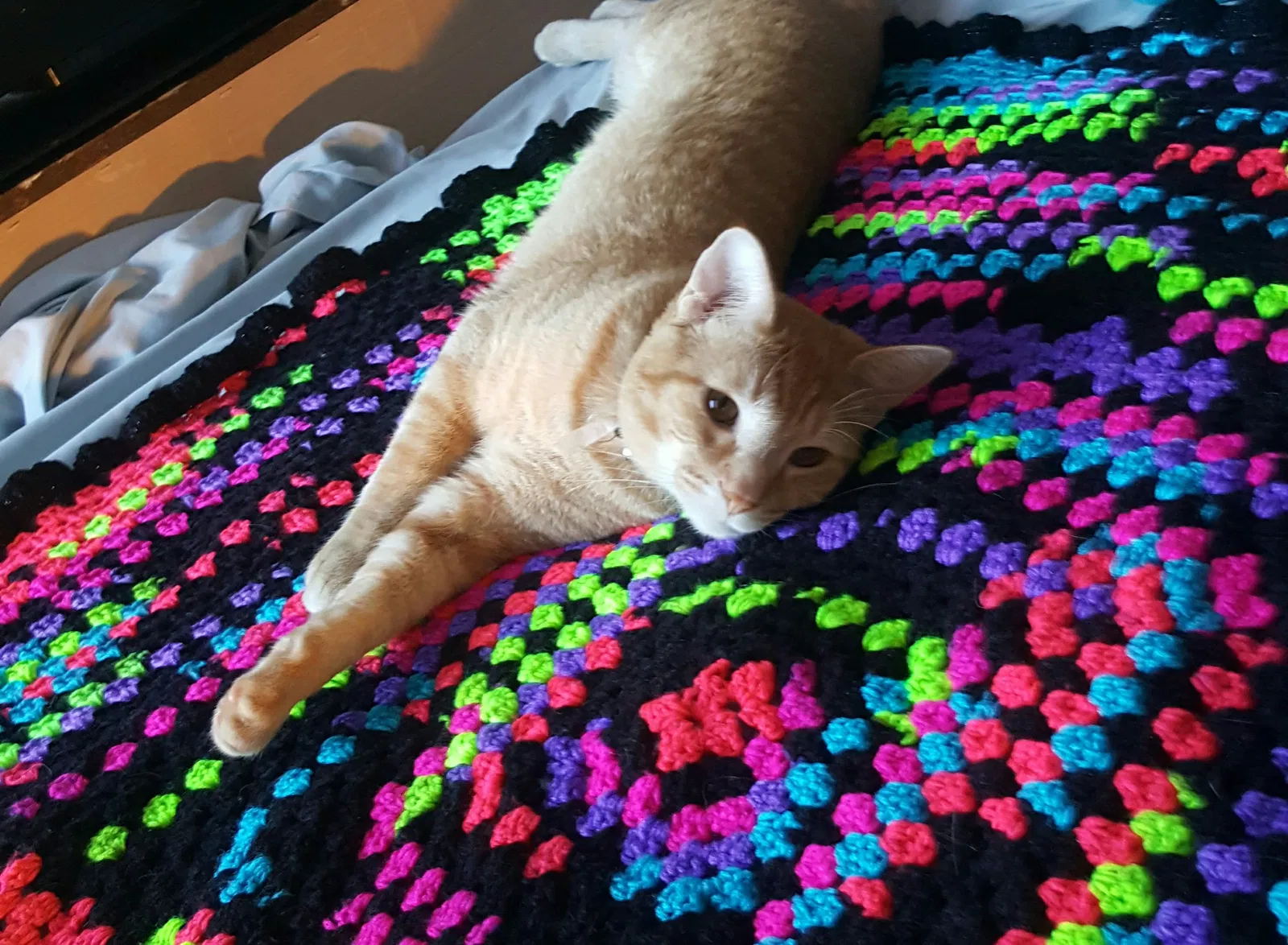 Lost cat in Parker, CO, 80134