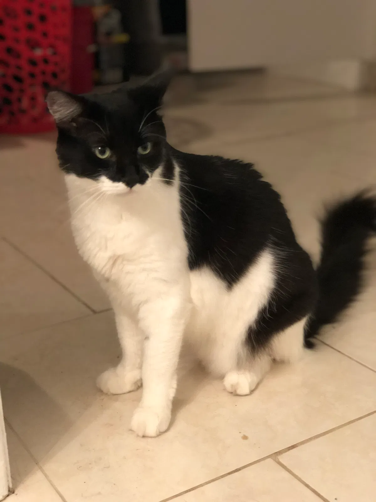 Lost cat in Lutz, FL, 33549