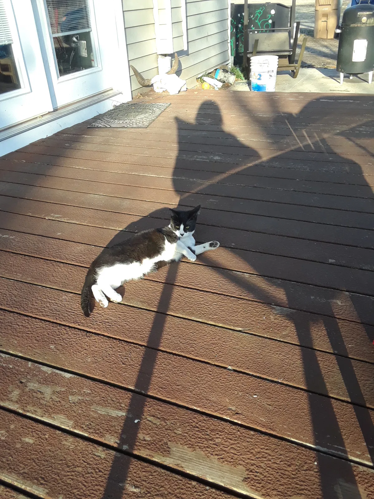 Lost cat in Wichita, KS, 67235