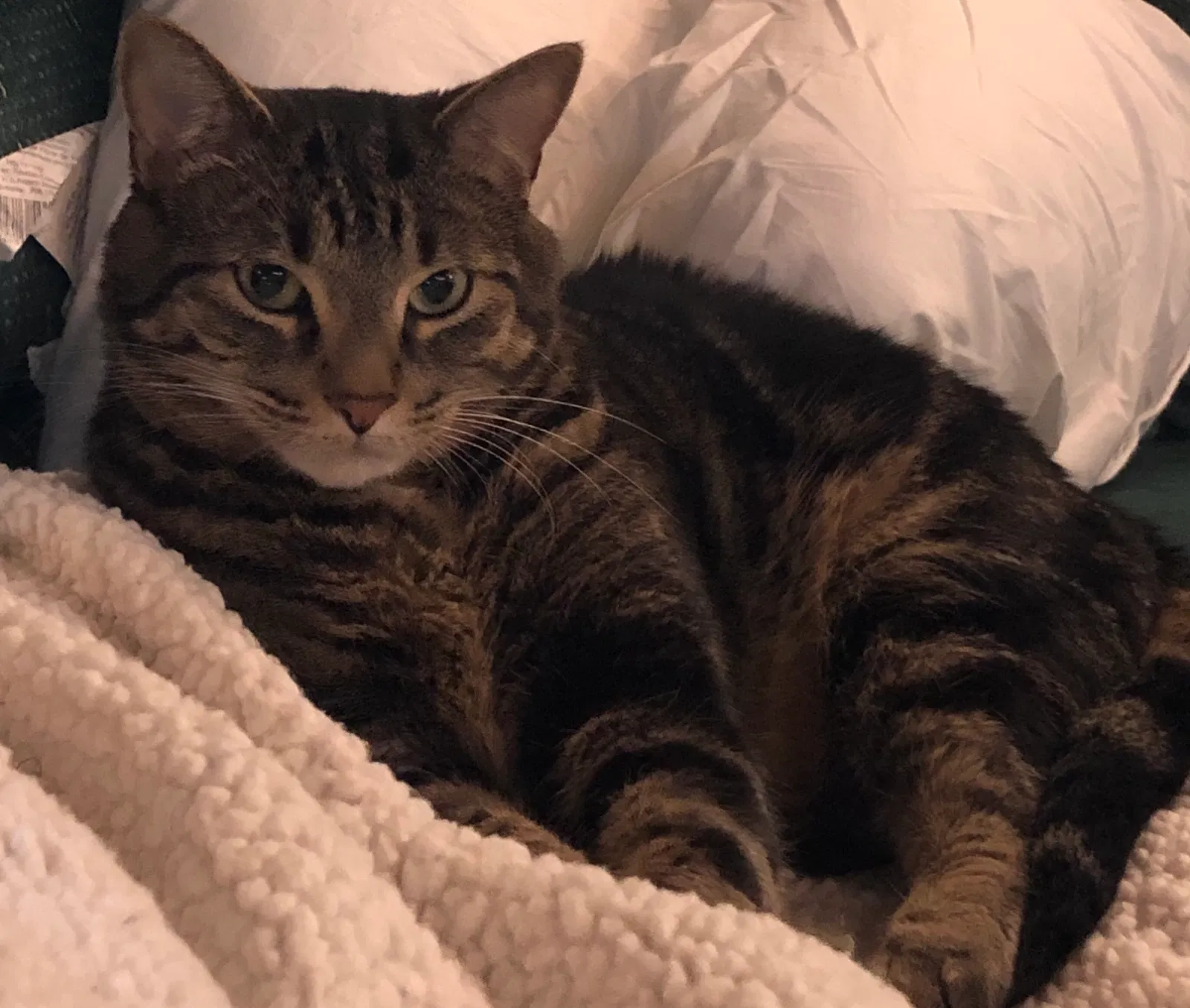 Lost cat in Grand Rapids, MI, 49525