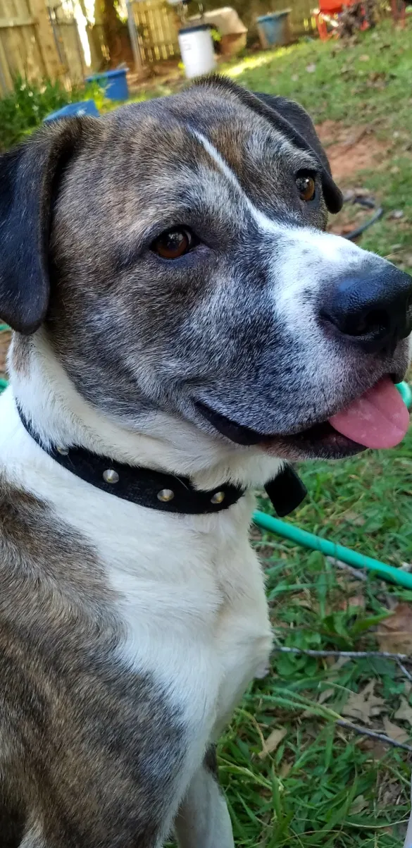 Lost dog in Simpsonville, SC, 29680