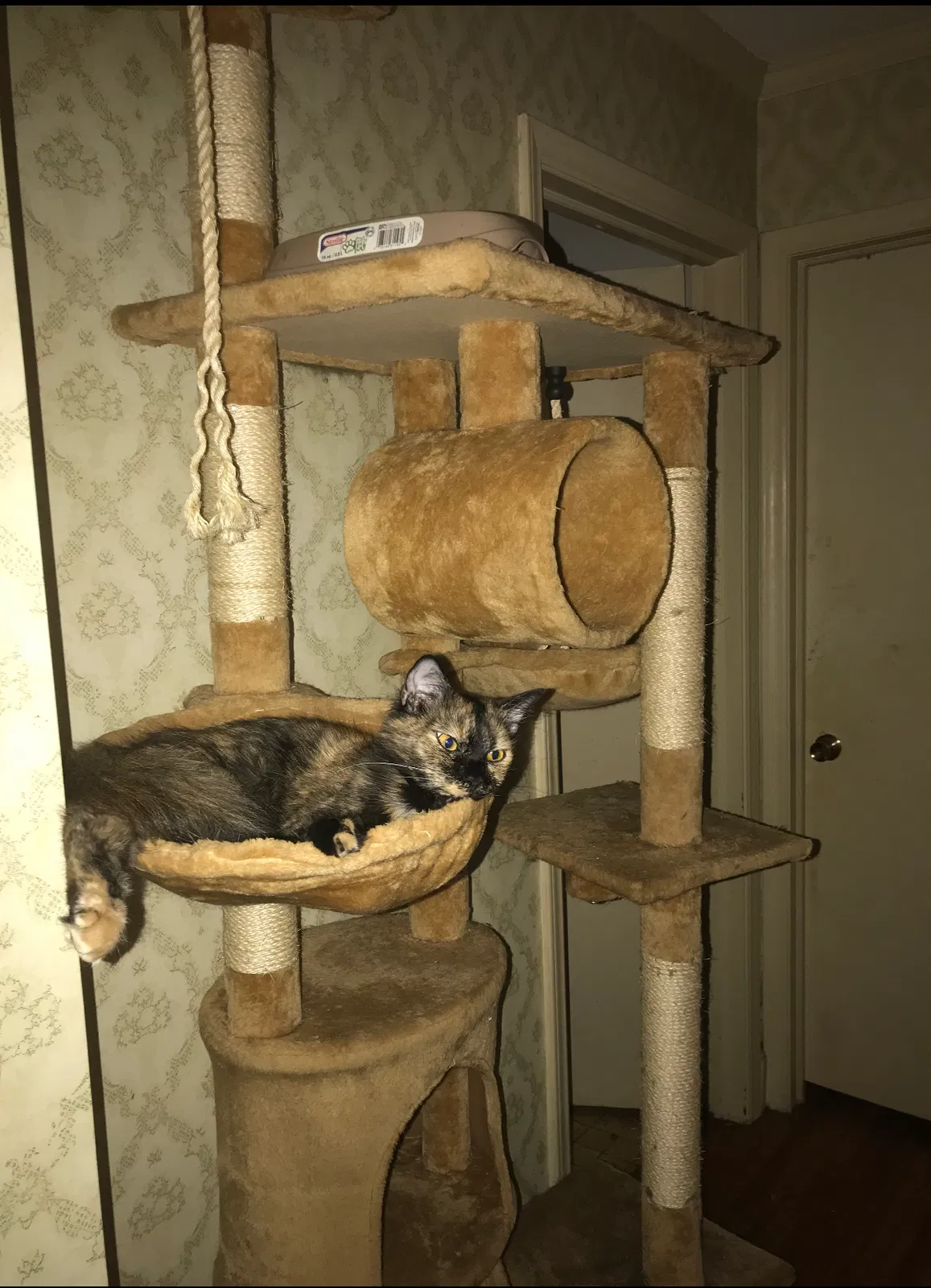 Lost cat in Concord, NC, 28025