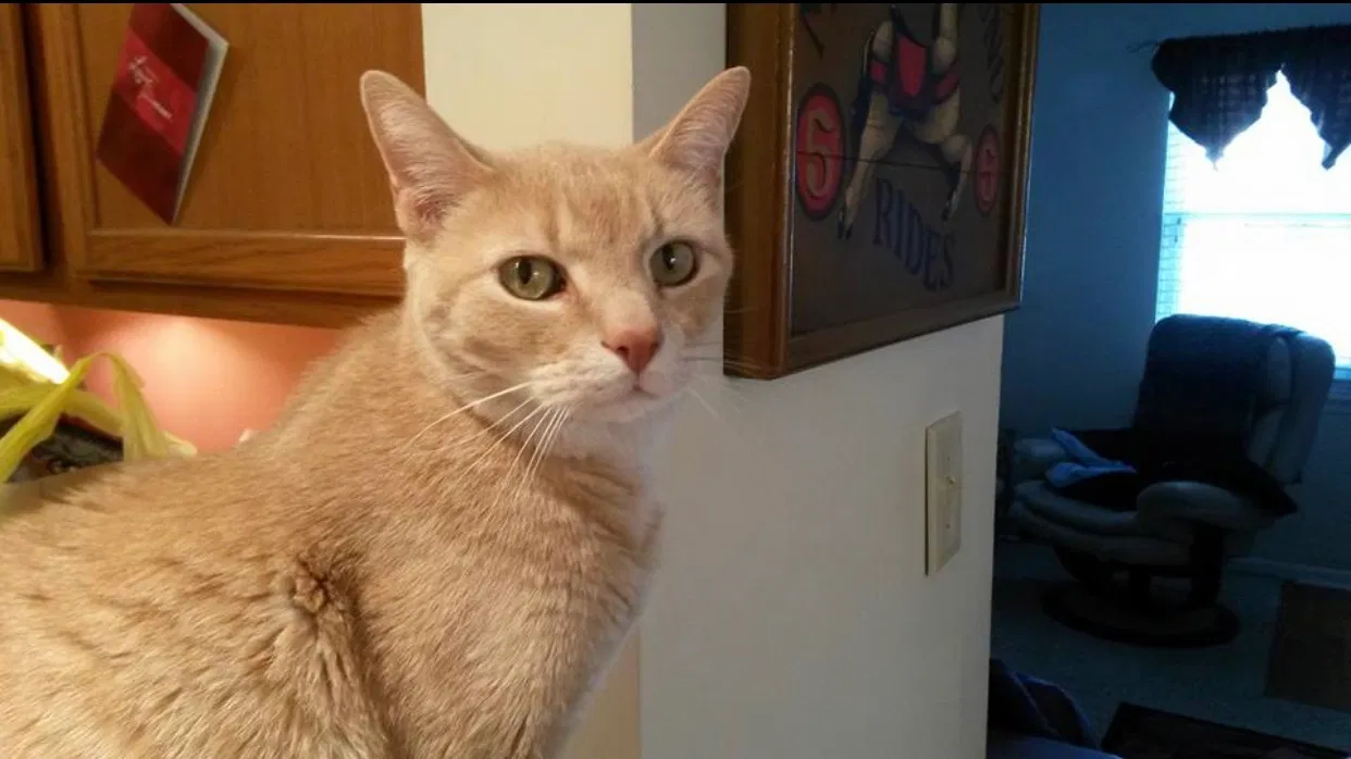Lost cat in West Chester, PA, 19380