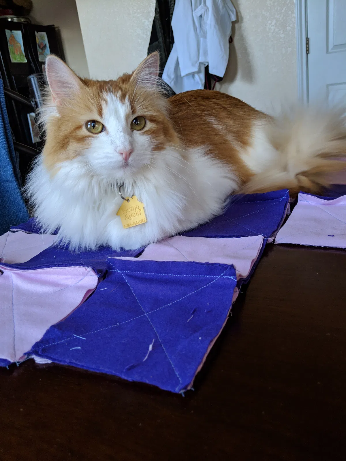 Lost cat in Killeen, TX, 76549