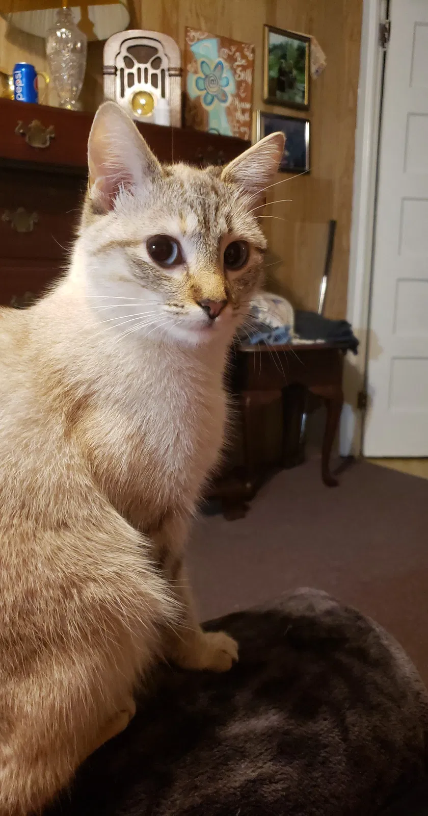 Lost cat in Morganton, NC, 28655