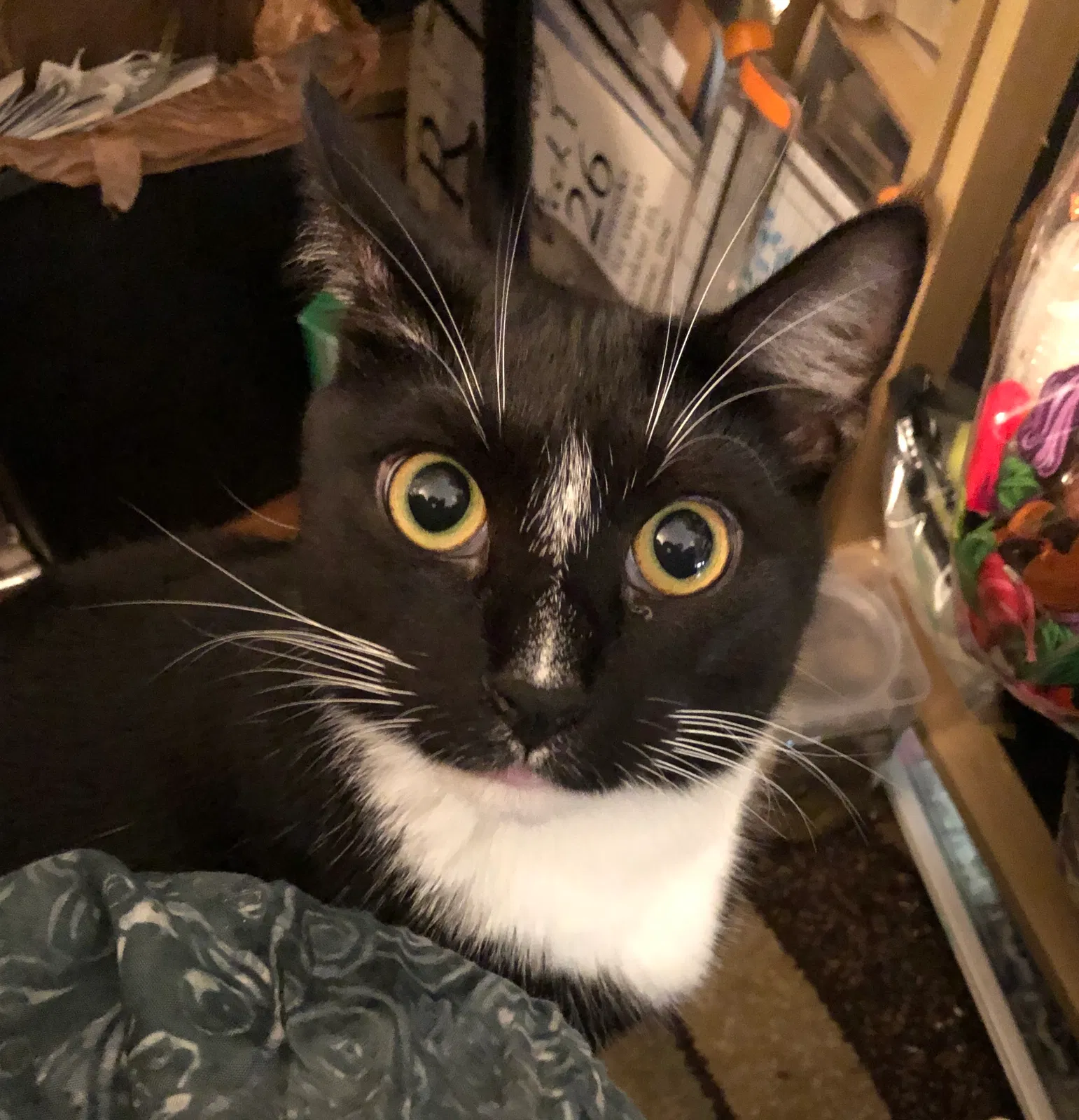 Lost cat in Henrico, VA, 23233