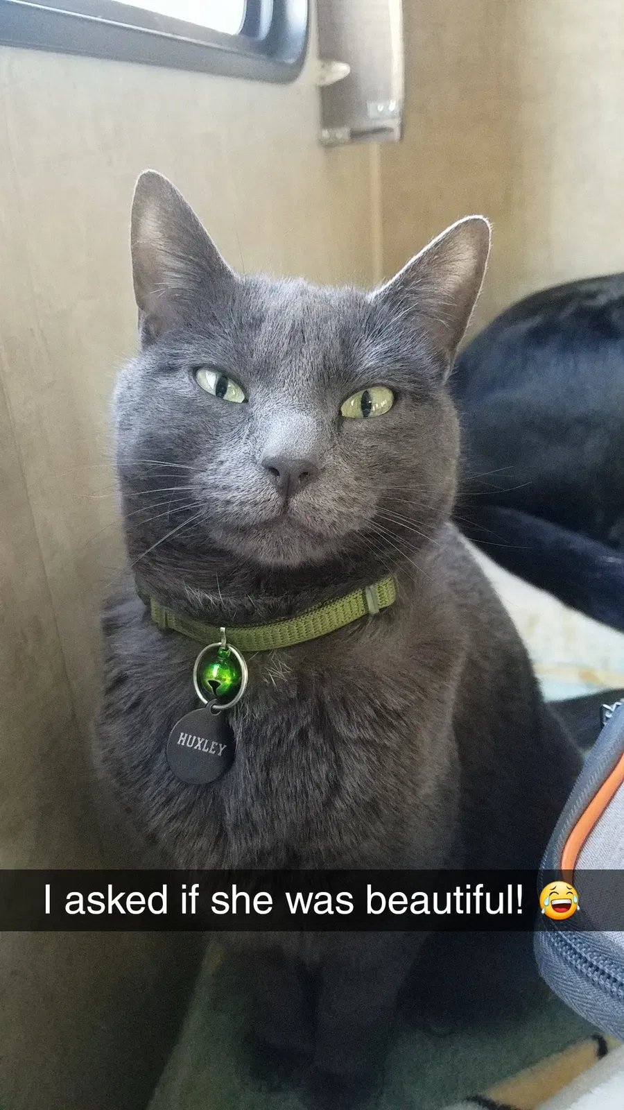 Lost cat in Lyman, WA, 98263