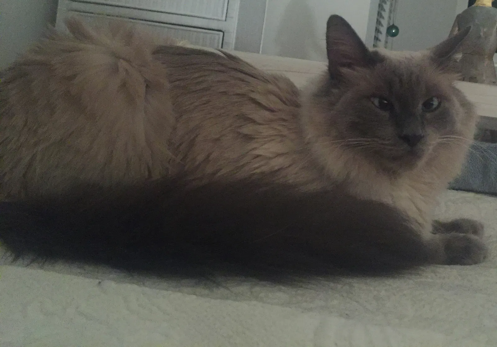 Lost cat in Aliso Viejo, CA, 92656