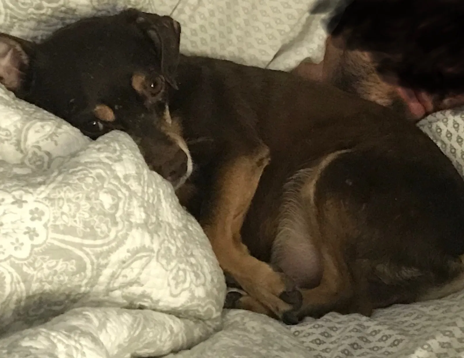 Lost dog in Dallas, TX, 75212