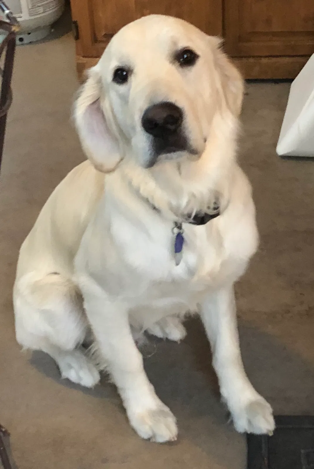Lost dog in Salt Lake City, UT, 84108