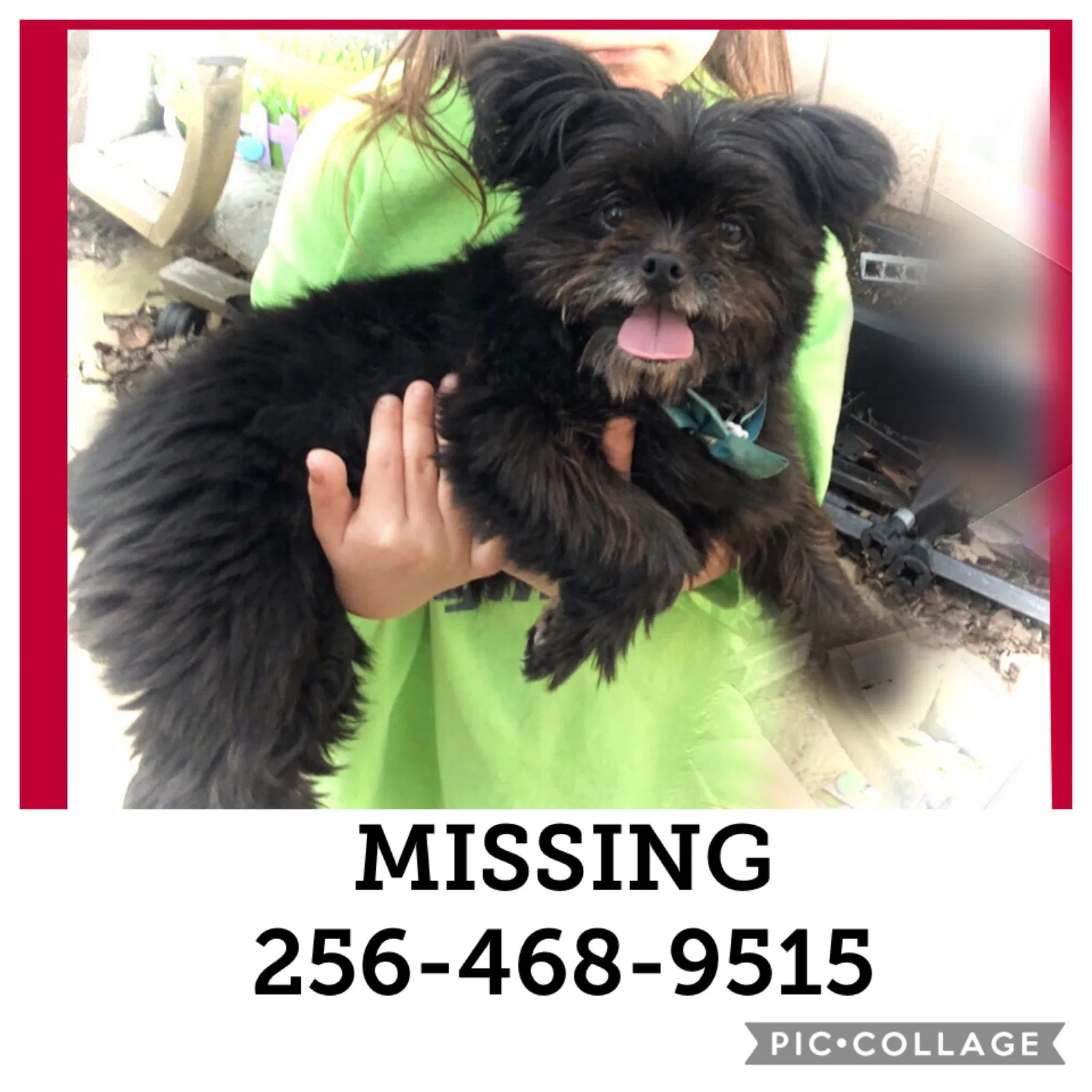 Lost dog in Harvest, AL, 35749