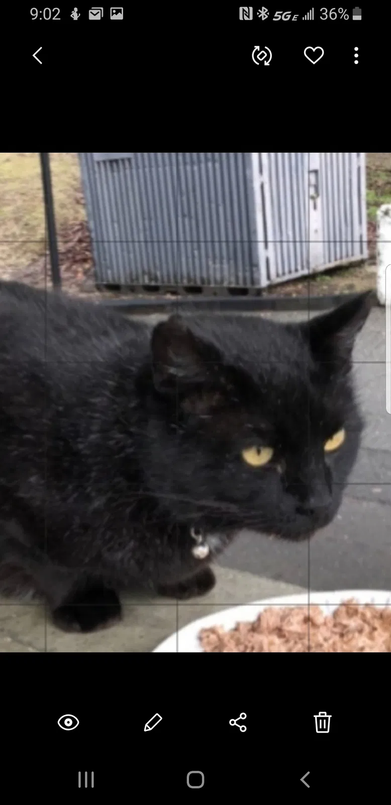 Lost cat in Sacramento, CA, 95820