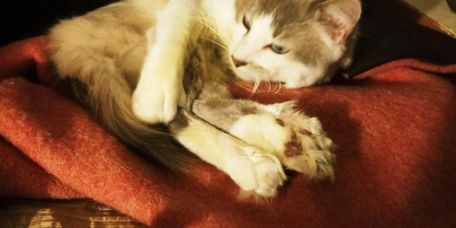Lost cat in Kennewick, WA, 99336