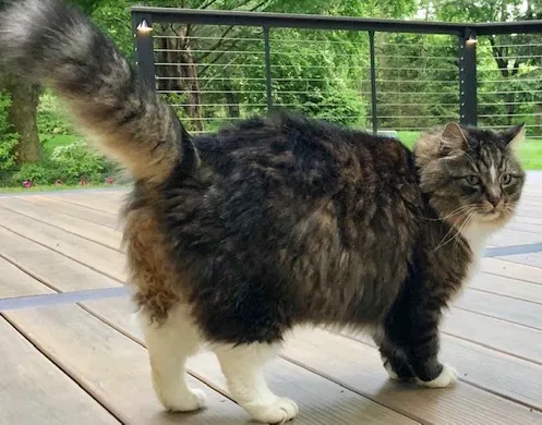 Lost cat in Glenmoore, PA, 19343