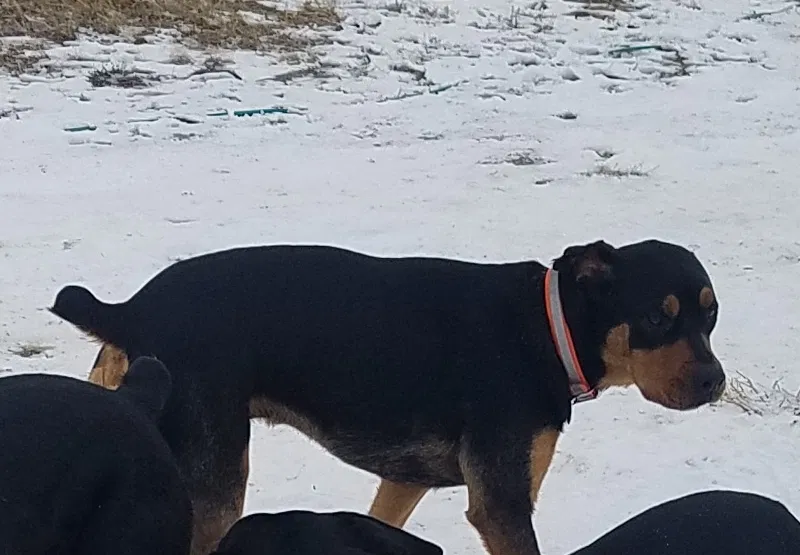 Lost dog in Lander, WY, 82520