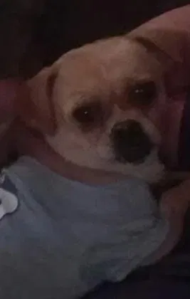 Lost dog in Easley, SC, 29640