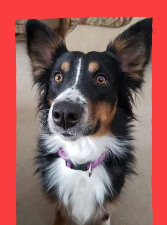 Lost dog in Sherburne, NY, 13460