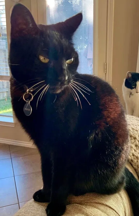 Lost cat in League City, TX, 77573