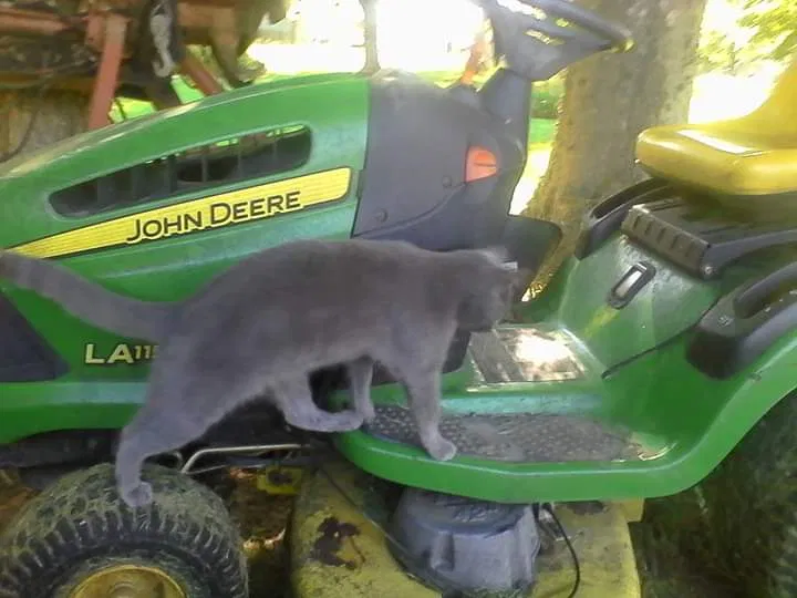 Lost cat in Shelbyville, TN, 37160
