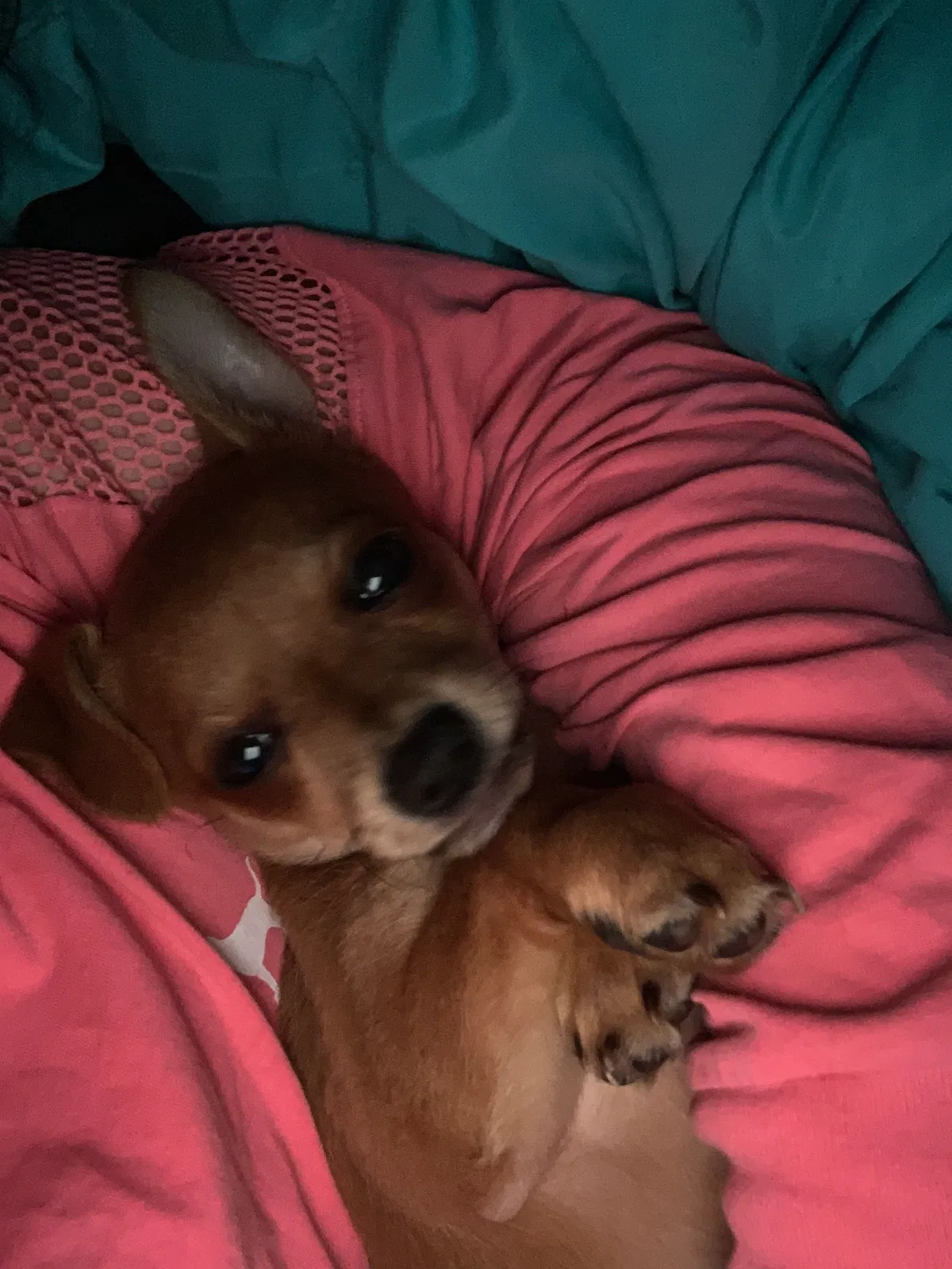 Lost dog in Fort Smith, AR, 72904