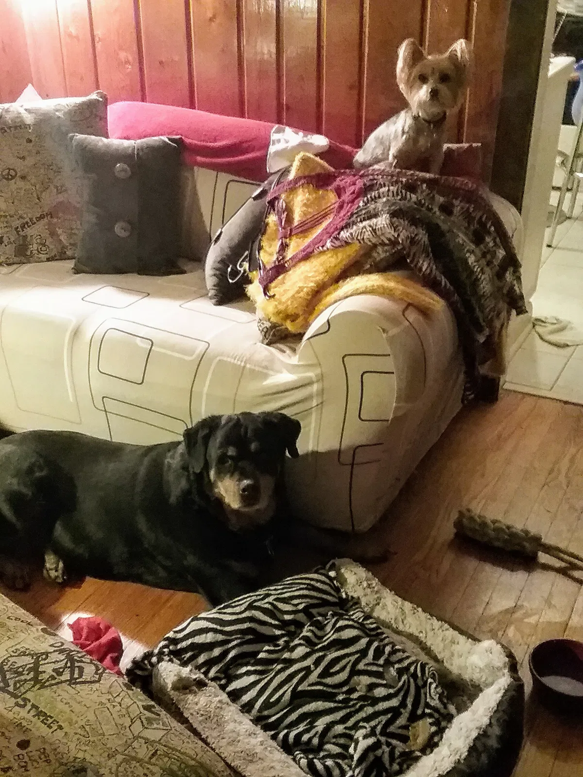Lost dog in Macon, GA, 31204