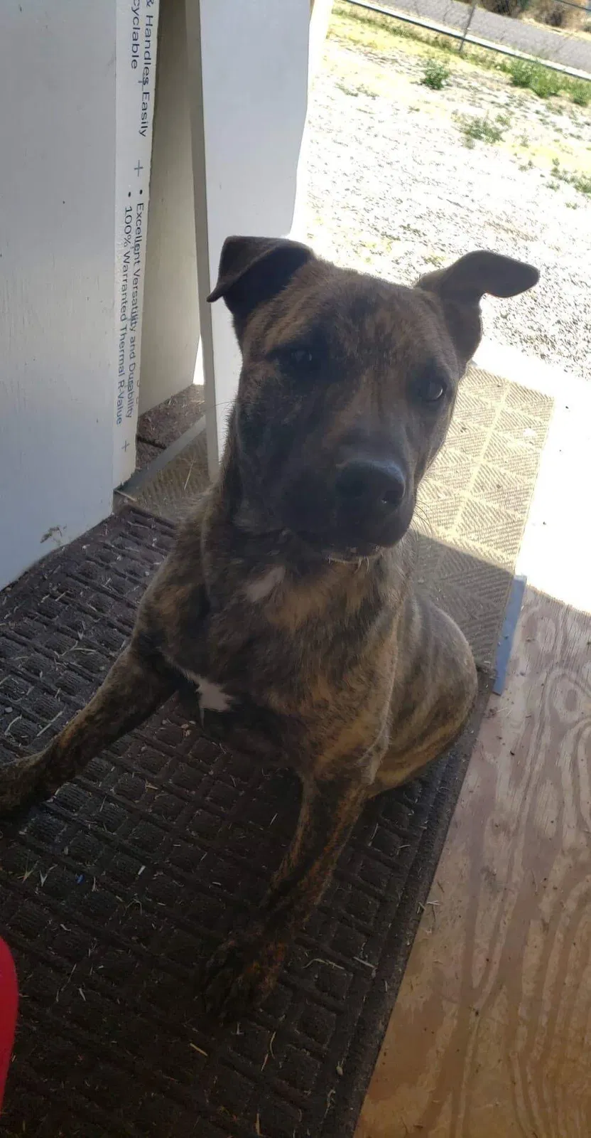 Lost dog in Las Cruces, NM, 88012