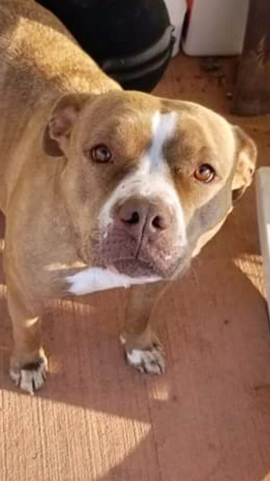 Lost dog in Jersey Shore, PA, 17740