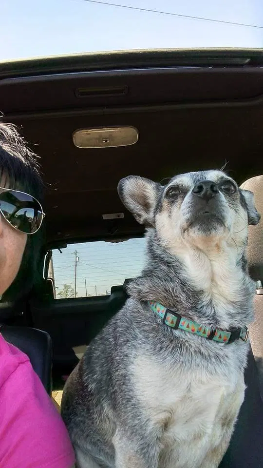 Lost dog in Middletown, OH, 45042